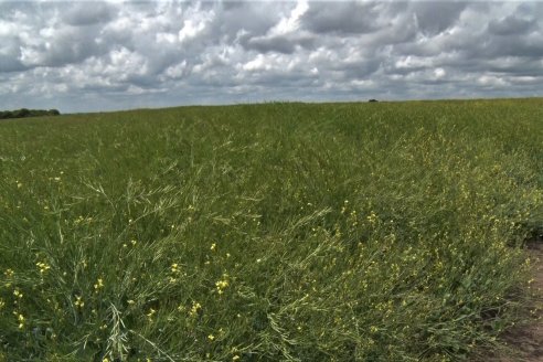 Jornada a Campo sobre un lote de Carinata - Nuseed y Agrofé Campo SRL - Antelo, Dpto Victoria