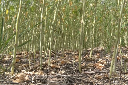 Jornada a Campo sobre un lote de Carinata - Nuseed y Agrofé Campo SRL - Antelo, Dpto Victoria