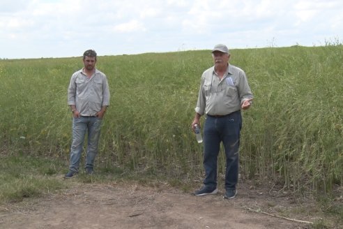 Jornada a Campo sobre un lote de Carinata - Nuseed y Agrofé Campo SRL - Antelo, Dpto Victoria