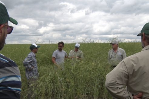 Jornada a Campo sobre un lote de Carinata - Nuseed y Agrofé Campo SRL - Antelo, Dpto Victoria