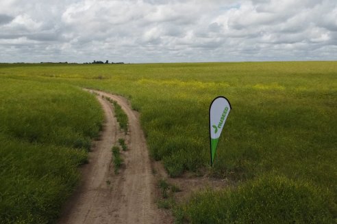 Jornada a Campo sobre un lote de Carinata - Nuseed y Agrofé Campo SRL - Antelo, Dpto Victoria