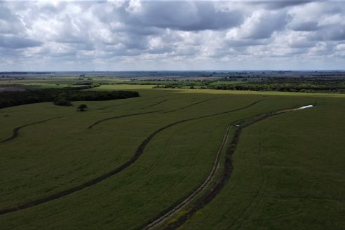 Jornada a Campo sobre un lote de Carinata - Nuseed y Agrofé Campo SRL - Antelo, Dpto Victoria