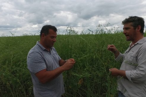 Jornada a Campo sobre un lote de Carinata - Nuseed y Agrofé Campo SRL - Antelo, Dpto Victoria