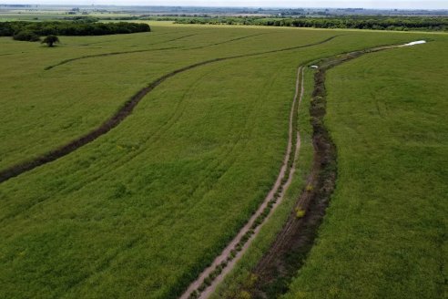 Jornada a Campo sobre un lote de Carinata - Nuseed y Agrofé Campo SRL - Antelo, Dpto Victoria