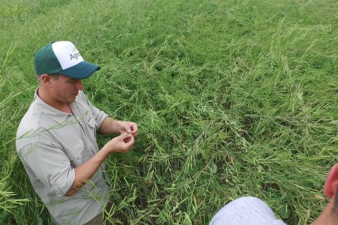 Jornada a Campo sobre un lote de Carinata - Nuseed y Agrofé Campo SRL - Antelo, Dpto Victoria