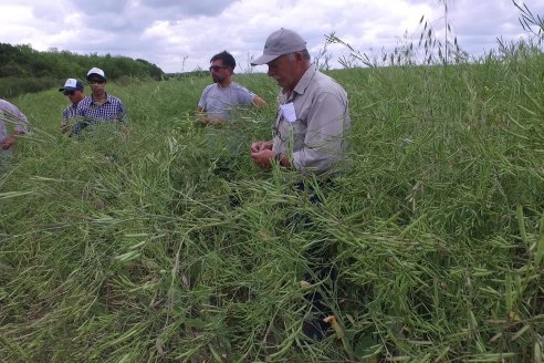 Jornada a Campo sobre un lote de Carinata - Nuseed y Agrofé Campo SRL - Antelo, Dpto Victoria