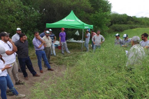 Jornada a Campo sobre un lote de Carinata - Nuseed y Agrofé Campo SRL - Antelo, Dpto Victoria