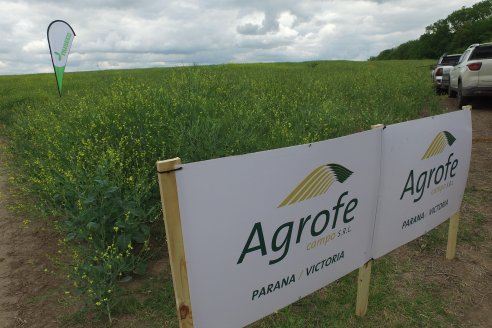 Jornada a Campo sobre un lote de Carinata - Nuseed y Agrofé Campo SRL - Antelo, Dpto Victoria