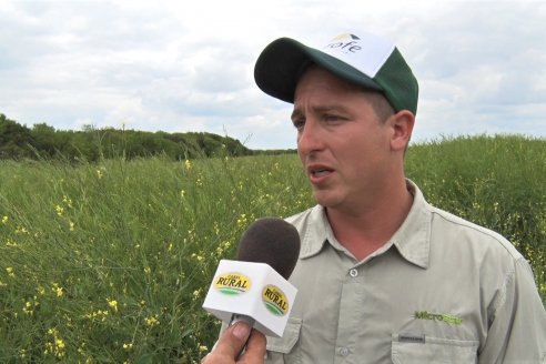 Jornada a Campo sobre un lote de Carinata - Nuseed y Agrofé Campo SRL - Antelo, Dpto Victoria