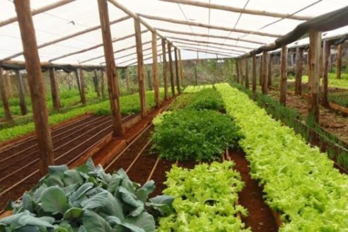 Horticultura: Santa Fe hace muy poca agroecología