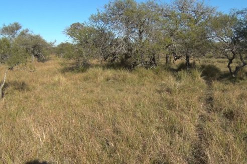 Planificar la oferta forrajera en campos naturales es cosa seria