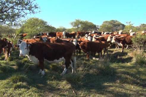 Agrónomos ponen foco en los desafíos de la ganadería