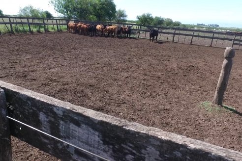 Jornada de Capacitación Profesional del COPAER: 