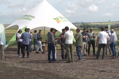 Recorrida por el Centro de Entrenamiento Técnico (CET) - Ensayos de Trigos comerciales y experimentales en Victoria - Entre Ríos