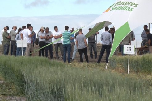 Recorrida por el Centro de Entrenamiento Técnico (CET) - Ensayos de Trigos comerciales y experimentales en Victoria - Entre Ríos