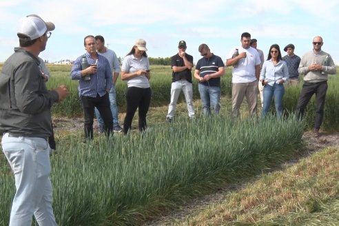 Recorrida por el Centro de Entrenamiento Técnico (CET) - Ensayos de Trigos comerciales y experimentales en Victoria - Entre Ríos