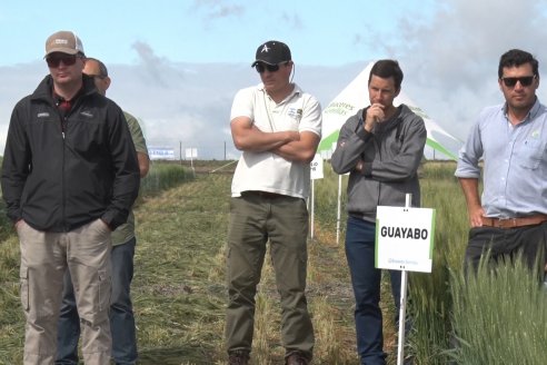 Recorrida por el Centro de Entrenamiento Técnico (CET) - Ensayos de Trigos comerciales y experimentales en Victoria - Entre Ríos