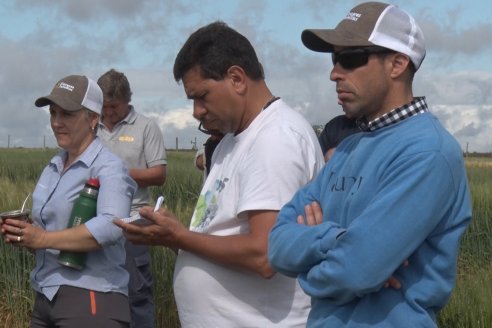 Recorrida por el Centro de Entrenamiento Técnico (CET) - Ensayos de Trigos comerciales y experimentales en Victoria - Entre Ríos