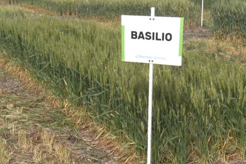 Recorrida por el Centro de Entrenamiento Técnico (CET) - Ensayos de Trigos comerciales y experimentales en Victoria - Entre Ríos