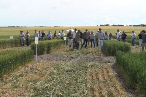 Recorrida por el Centro de Entrenamiento Técnico (CET) - Ensayos de Trigos comerciales y experimentales en Victoria - Entre Ríos