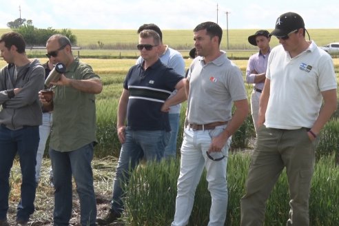 Recorrida por el Centro de Entrenamiento Técnico (CET) - Ensayos de Trigos comerciales y experimentales en Victoria - Entre Ríos