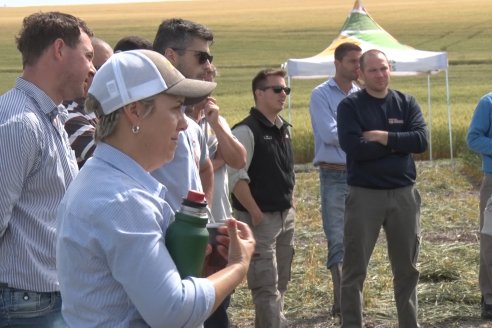 Recorrida por el Centro de Entrenamiento Técnico (CET) - Ensayos de Trigos comerciales y experimentales en Victoria - Entre Ríos