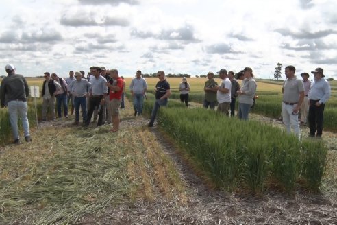 Recorrida por el Centro de Entrenamiento Técnico (CET) - Ensayos de Trigos comerciales y experimentales en Victoria - Entre Ríos