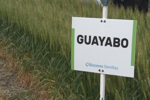 Recorrida por el Centro de Entrenamiento Técnico (CET) - Ensayos de Trigos comerciales y experimentales en Victoria - Entre Ríos