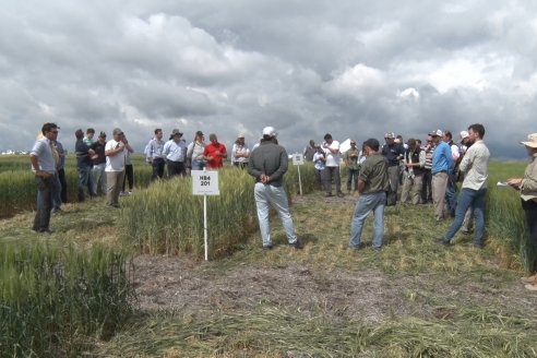 Recorrida por el Centro de Entrenamiento Técnico (CET) - Ensayos de Trigos comerciales y experimentales en Victoria - Entre Ríos