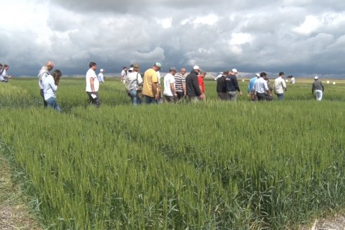 Recorrida por el Centro de Entrenamiento Técnico (CET) - Ensayos de Trigos comerciales y experimentales en Victoria - Entre Ríos