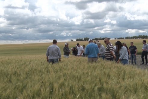 Recorrida por el Centro de Entrenamiento Técnico (CET) - Ensayos de Trigos comerciales y experimentales en Victoria - Entre Ríos