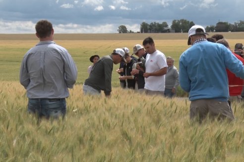 Recorrida por el Centro de Entrenamiento Técnico (CET) - Ensayos de Trigos comerciales y experimentales en Victoria - Entre Ríos