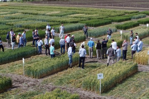 Recorrida por el Centro de Entrenamiento Técnico (CET) - Ensayos de Trigos comerciales y experimentales en Victoria - Entre Ríos