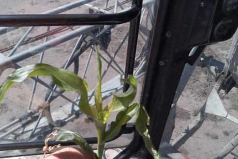 Se viene la Primavera pero igual hay que estar atentos a la helada