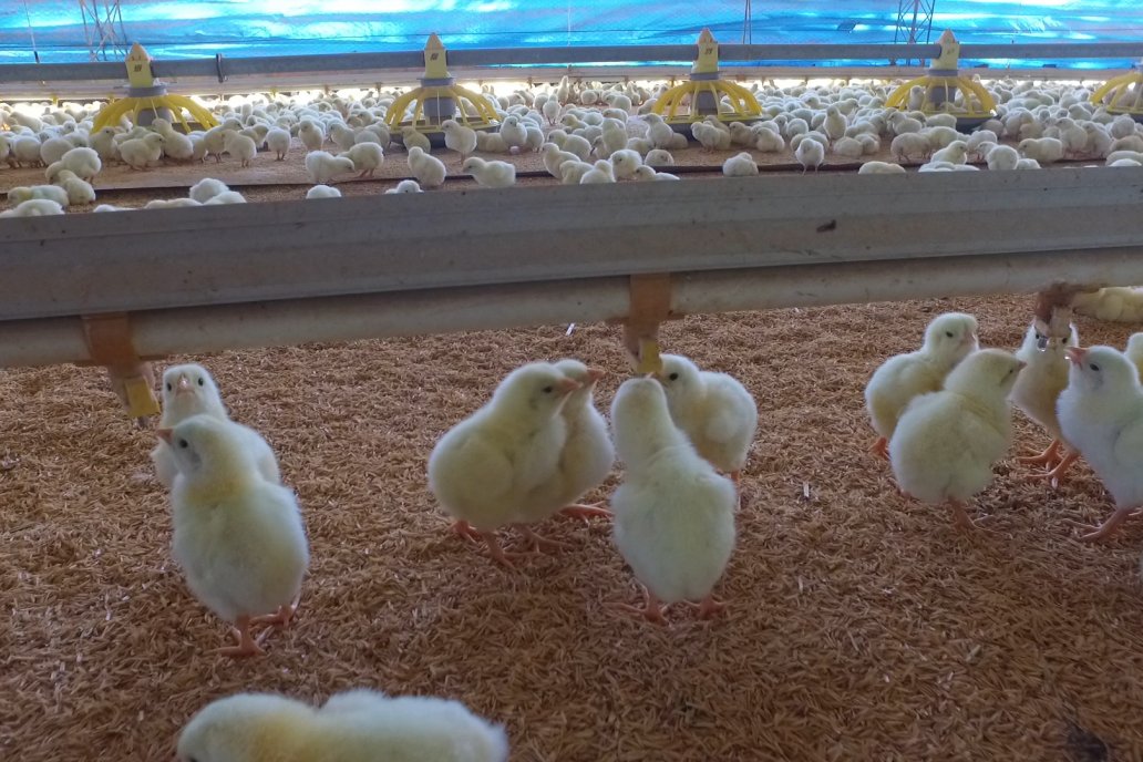 Expertos miden la brecha de producción y consumo y el pollo se ubica tercero.