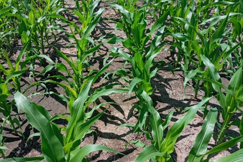 ¿Acompaña el clima a la gruesa?