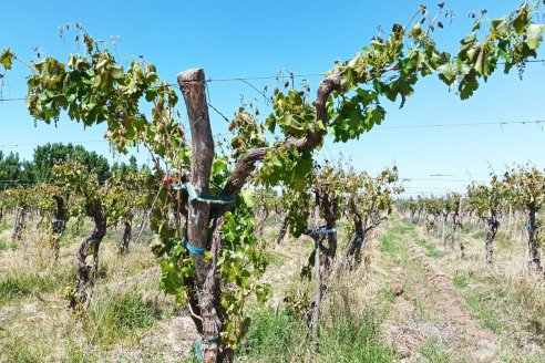 Entre Ríos expande su horizonte vitivinícola desde la investigación