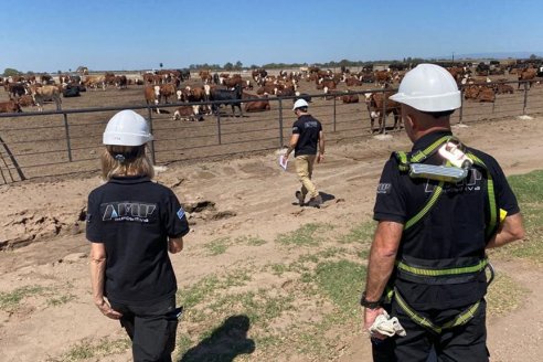 AFIP investiga irregularidades en dos feedlots y compara el monto del fraude con la ayuda oficial