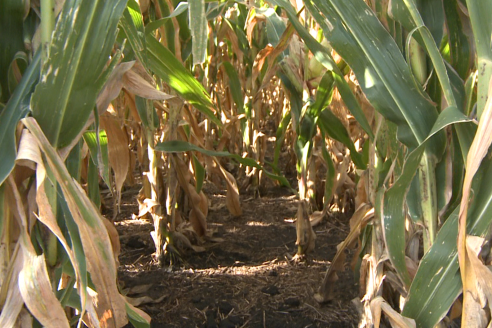 Estudian la presencia y capacidad de daño del Fusarium en el maíz
