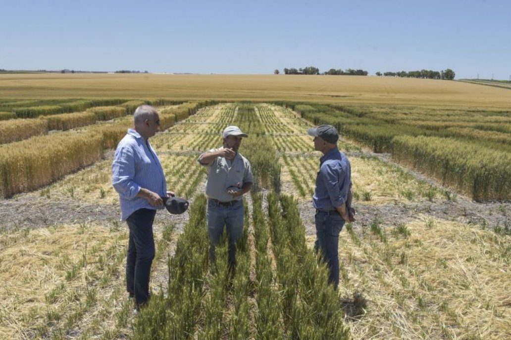 El subsecretario de Agricultura, Delfo Buchaillot, visitó el ensayo de Victoria.