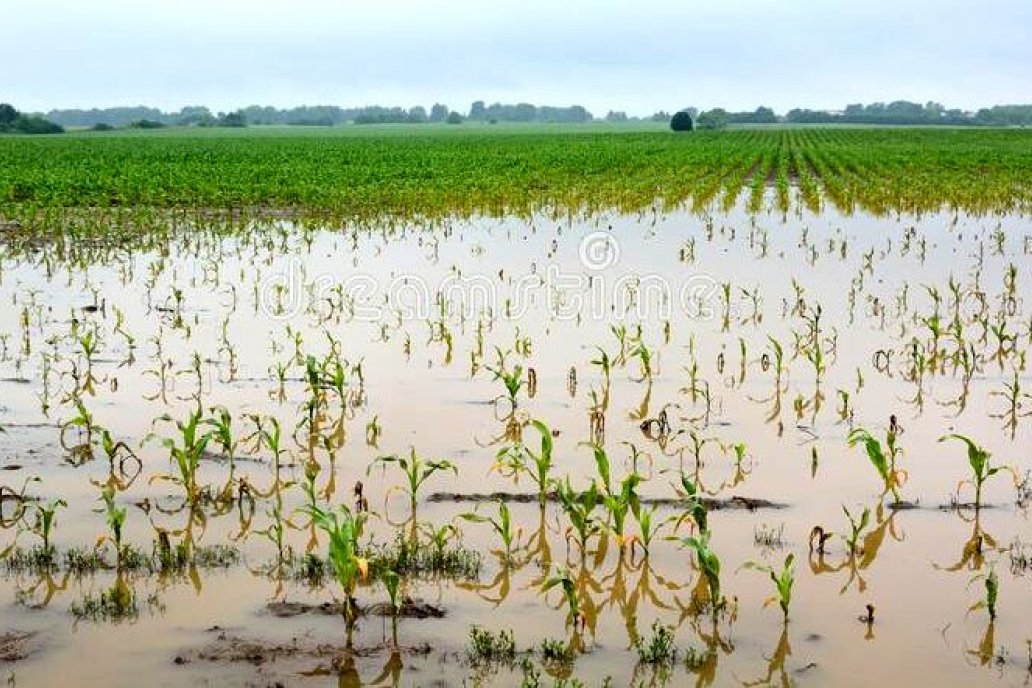 El material resiste el impacto de inundaciones temporarias.