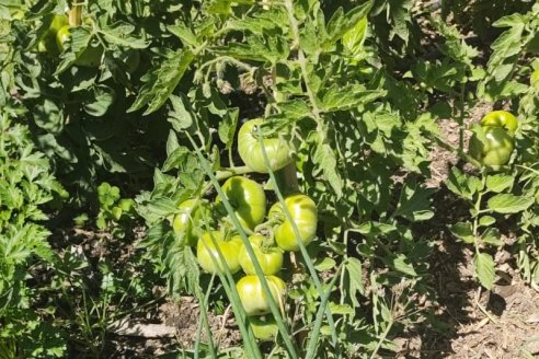 La planificación define el rinde de la huerta familiar o comercial