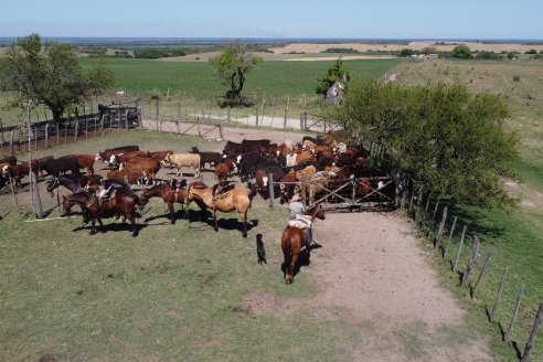 El dólares, el novillo argentino es el mas caro de la región