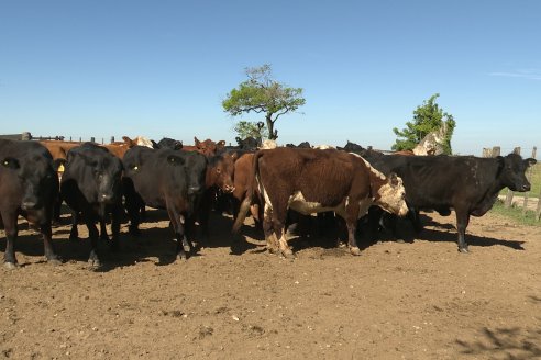 Visita a Estancia La Yunta - Distrito Doll, Dpto Diamante - El bienestar animal toma impulso desde la sanidad