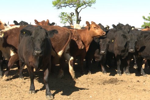 Visita a Estancia La Yunta - Distrito Doll, Dpto Diamante - El bienestar animal toma impulso desde la sanidad