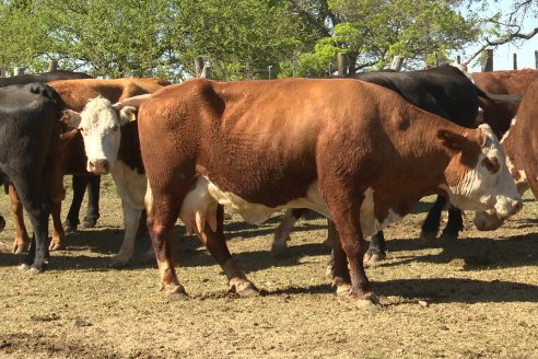 Visita a Estancia La Yunta - Distrito Doll, Dpto Diamante - El bienestar animal toma impulso desde la sanidad