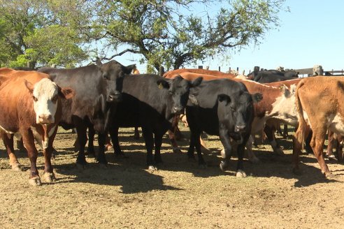 Visita a Estancia La Yunta - Distrito Doll, Dpto Diamante - El bienestar animal toma impulso desde la sanidad