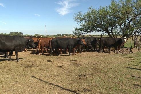 Visita a Estancia La Yunta - Distrito Doll, Dpto Diamante - El bienestar animal toma impulso desde la sanidad