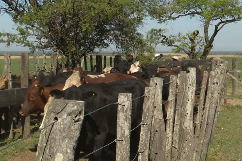 Visita a Estancia La Yunta - Distrito Doll, Dpto Diamante - El bienestar animal toma impulso desde la sanidad