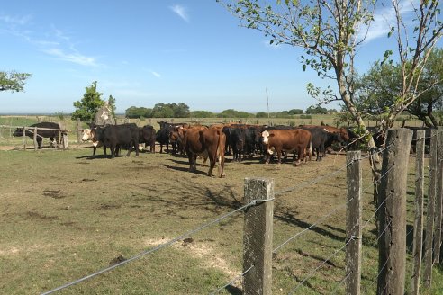 Visita a Estancia La Yunta - Distrito Doll, Dpto Diamante - El bienestar animal toma impulso desde la sanidad